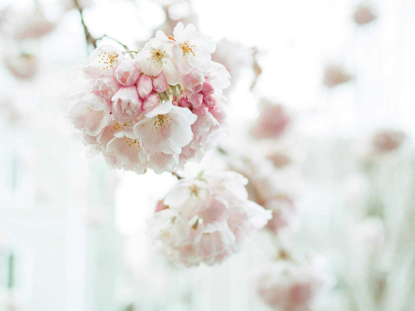 white and pink cherry blossom in close up photography